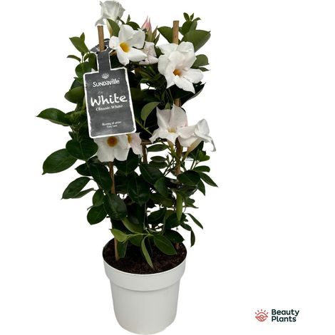 Mandevilla Dipladenia plante grimpante fleur blanche sur tuteur pot 17 cm hauteur 55 cm - PANGIVO