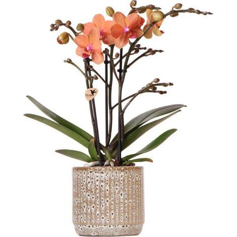 Orchidée Phalaenopsis Orange avec Pot en Céramique 9 cm Plante d'Intérieur Fleurie - PANGIVO (1/2)