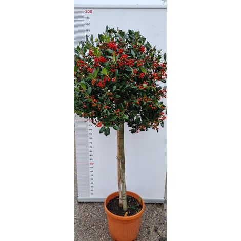 PIANTA DI ILEX NELLY STEVENS IN VASO 1/2 FUSTO CLT 25  (foto reali) AGRIFOGLIO