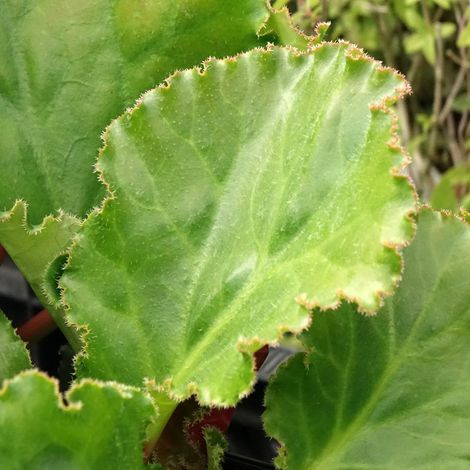 Bergenia Ripple Effect in vaso da 17cm