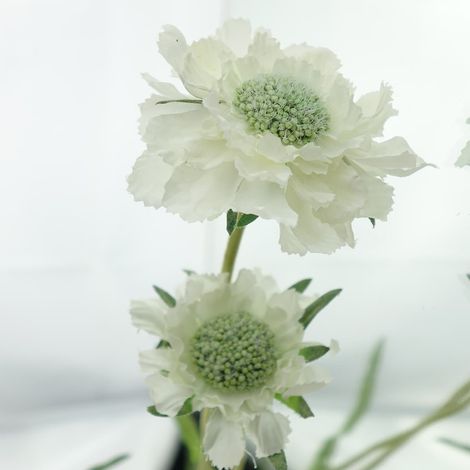 DEKO® FLORALE Scabiose weiß 60 cm - Kunstblumen