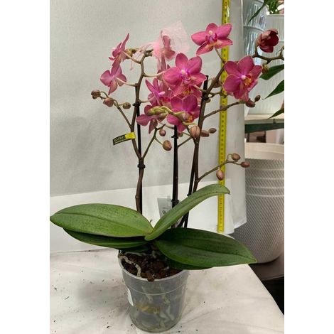 ORCHIDEA PHALAENOPSIS AROMIA DIFFUSIOM PROFUMATISSIMA COLORE ASSORTITO VASO 12CM