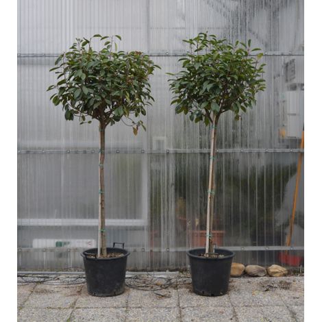 Fotinia "Photinia x fraseri Red Robin" pianta ad alberello in vaso ø40 cm h. 170/180 cm FOTO REALI (1/5)