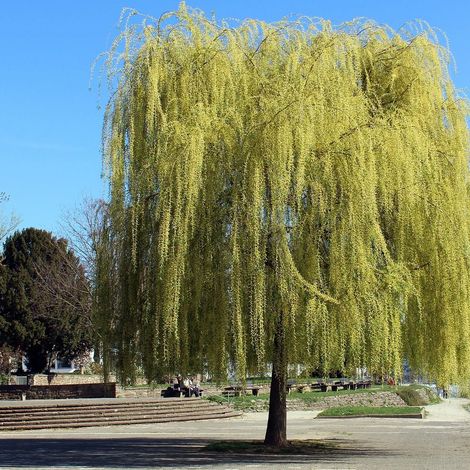 Saule blanc pleureur, Salix/Pot de 15L - 1/2 tige