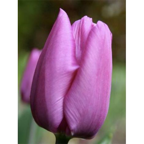 Tulipe Simple Hative 'Purple Prince' Bulbe calibre 12+ (par 10)