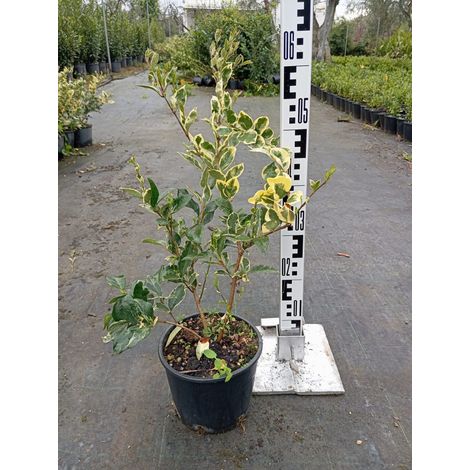 Troène Ligustrum Sinense Texanum Pot 18 cm Persistant Panaché (1/4)