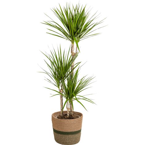 Dracaena Marginata Green Dragonnier Plante d'Intérieur Pot Ø21cm Hauteur 110-130cm - PANGIVO (1/3)