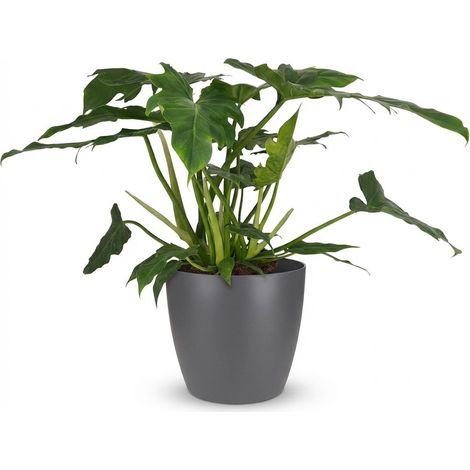 Philodendron Lacerum Plante d'intérieur avec Pot Gris Décoratif Hauteur 65 cm Vert - PANGIVO (1/5)