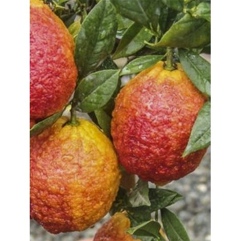 Cédrat hybride 'Pygmentea' Pot de 4L/5L, 1/4 de tige
