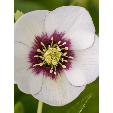 Hellébore orientale 'White Red Center' Pot de 2L/3L (1/2)
