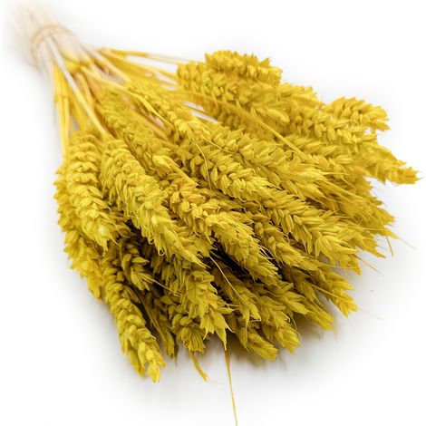 Trigo seco - Amarillo