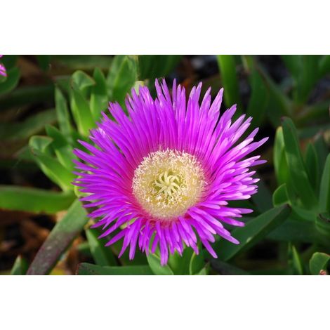 DROSANTHEMUM BARBA DI GIOVE IN VASO 17CM (1/2)