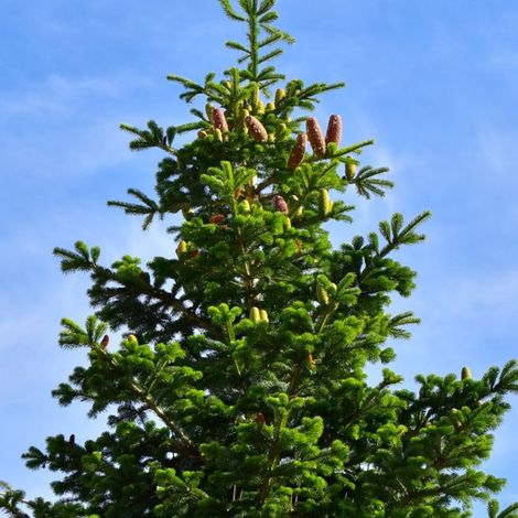 Sapin pectiné (Abies alba)