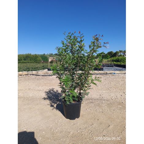 Lentisque Pistacia Lentiscus Buisson 30 cm Plante Méditerranéenne Persistante