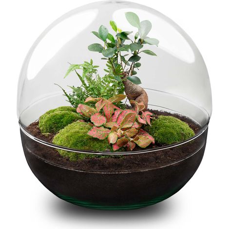 Terrarium de Plantes DIY Kit Écosystème Fermé avec Ficus Ginseng et Fougère Ø 28 x 28 cm - PANGIVO (1/3)