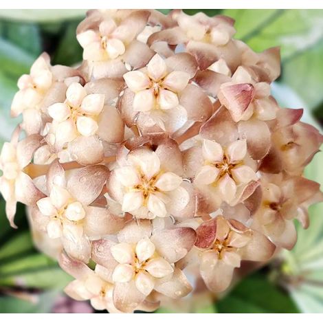 HOYA CRASSIPETIOLATA (fiore di cera) (1/2)