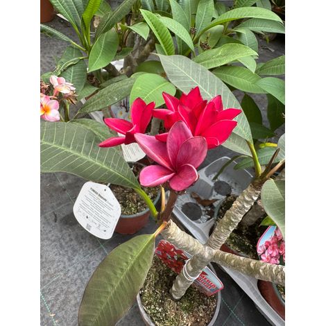 Plante de frangipanier Plumeria 'cardinal', pot 15cm h 50cm, vraie photo