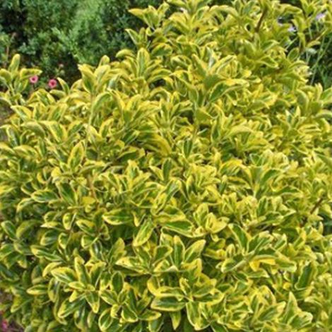 Fusain du Japon 'Aureomarginatus' - 60-80 cm pot
