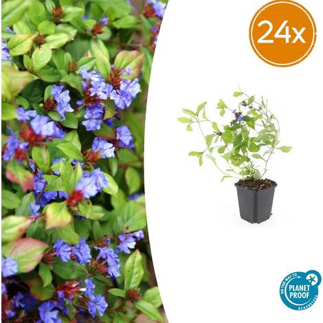 Ceratostigma plumbaginoides Lot de 24 Plumbago Rampant Couvre-sol Fleurs Bleues 10-25cm Ø9cm - PANGIVO (1/5)
