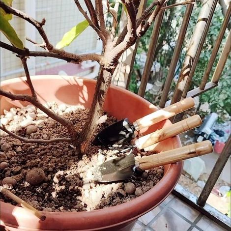CSPARKV Lot de 3 Outils de Jardinage Mini Petite Pelle Rateau et Bêche Manche en Bois Ensemble Outils Jardinage pour Planter Fleurs, Repiquer, Ameublir Sol (1/5)