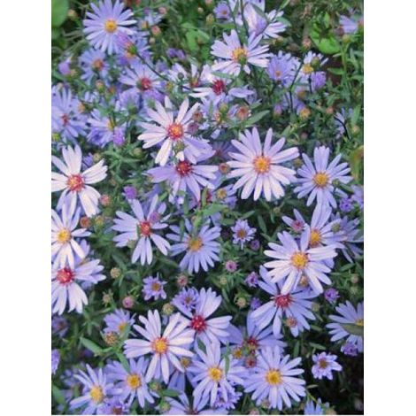 Aster à feuilles en coeur 'Blue Heaven' Godet de 8/9 cm (1/2)