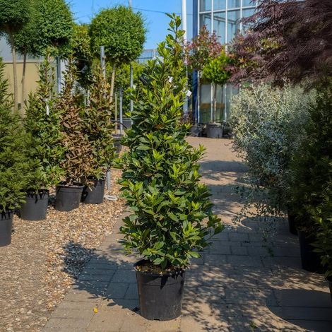 Alloro "Laurus nobilis" pianta aromatica sempreverde da siepe in vaso ø32 cm h. 150 cm c.a