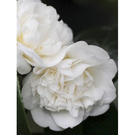 Camélia du Japon 'Nobilissima ' Pot de 4L/5L (1/2)
