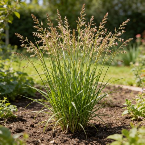 Panic érigé virgatum Apache Rose 20cm Pot 23cm - Panicum virgatum Apache Rose (1/4)