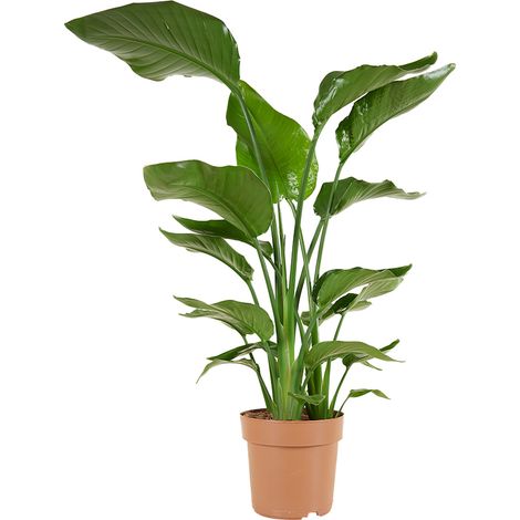 Bloomique - Strelitzia Nicolai - Plante Strelitzia - Oiseau de paradis - Plante d'intérieur grande - Plante verte purificatrice d'air - Hauteur 70-80 cm - Pot de 17 cm