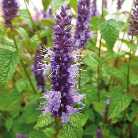 Agastache rugosa Little Adder/Godet