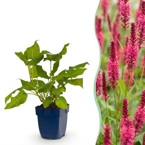 Persicaria amplexicaulis Renouée Amplexicaule Rouge - Plante Vivace Mellifère - Lot de 24 - Pot 11 cm - PANGIVO (1/5)