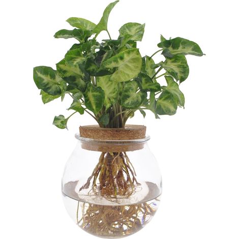 Syngonium Pixie Plante d'Intérieur Hydroponie Feuillage Vert Décoratif Ø 12 cm Hauteur 30 cm - PANGIVO (1/4)