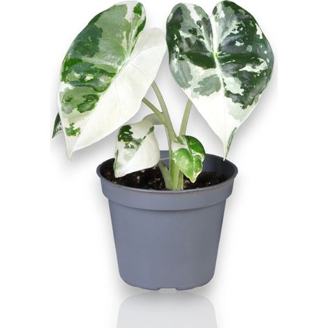 Gardenaria Alocasia variegata - Pianta da interno ornamentale - Altezza: 12 cm (vaso 6) (1/5)