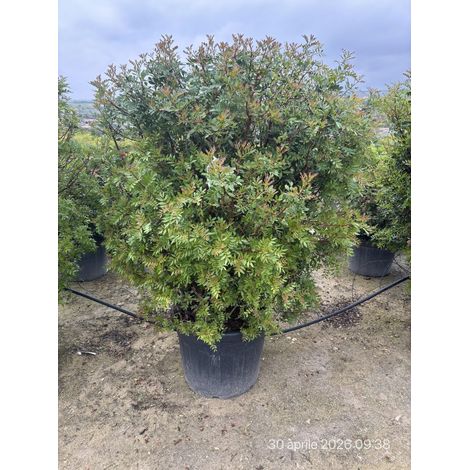 PISTACIA LENTISCUS PALLA 60 Lt.90