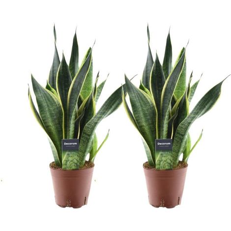 Sansevieria Futura Superba Plante d’Intérieur Feuillage Décoratif Lot de 2 Pot 14 cm Hauteur 45 cm - PANGIVO