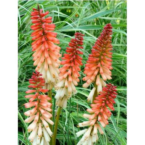 Tritoma 'Orange Vanilla Popsicle'® Godet de 8/9 cm (1/2)