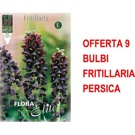 BULBI AUTUNNALI OFFERTA 9 BULBI FRITILLARIA PERSICA BULBS BULBES