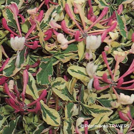 Chèvrefeuille panaché 'Harlequin' ® (Lonicera periclymenum 'Harlequin' ®)