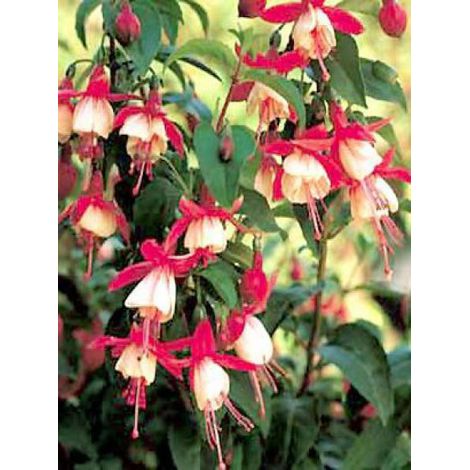 Fuchsia 'Madame Cornelissen' Godet de 7/8 cm