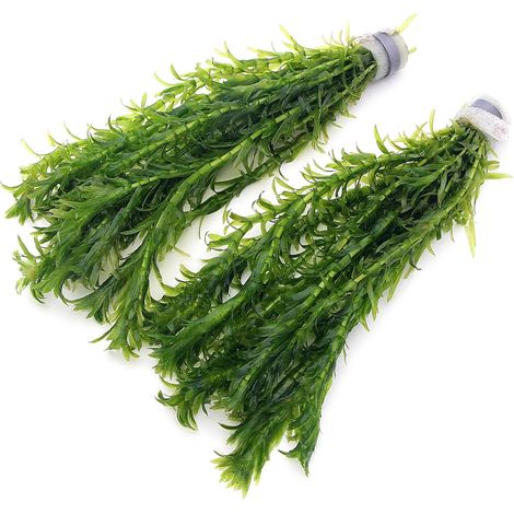 20 Stems Oxygenating Weed Live Pond Plant Water Aquarium Aquatic Plants Egeria (1/4)