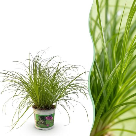 Herbe à Chat Cyperus alternifolius Zumula Plante d'Intérieur Pet-Friendly Vert Pot 12 cm H 20 cm - PANGIVO (1/5)