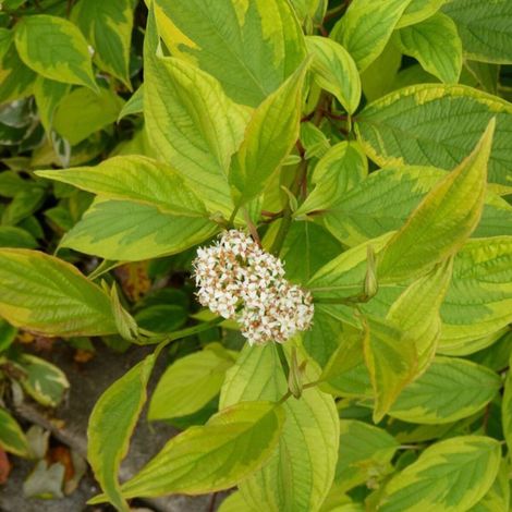 Cornouiller blanc Gauchaultii, Cornus/Pot de 7,5L - 60/80 cm