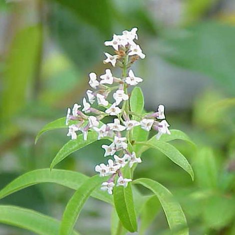4 x Verveine citronnelle - godet 9x9 cm