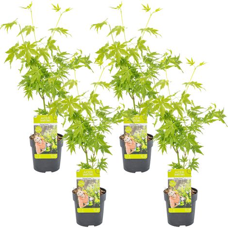 Bloomique - Lot de 4 - Acer palmatum 'Going Green' - Érable du Japon - Feuillage vert - Résistant au froid - 25-40 cm de Haut - Pot 10,5 cm