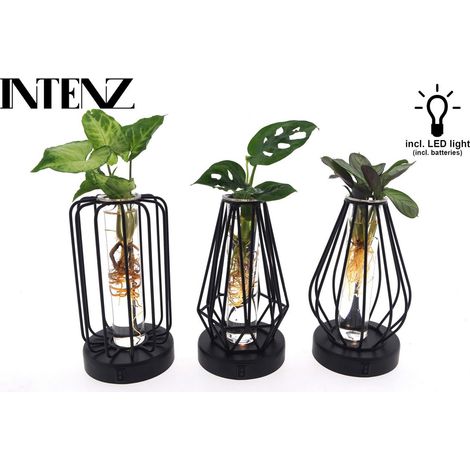 Mix plantes en verre avec LED 3 pièces pot 7 cm hauteur 20 cm décoration intérieure - PANGIVO