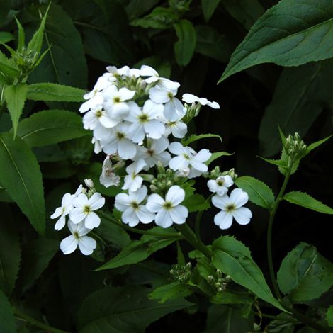 4 x Julienne des jardins 'Alba' - godet 9x9 cm (1/5)