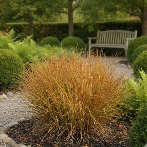Stipa arundinacea (Anemanthele lessoniana)/Godet - 5/20 cm