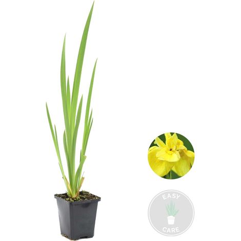 Bloomique - Iris Pseudacorus - Iris jaune - Plantes de bassin - Plantes aquatiques - Rustique - Hauteur 20-30 cm - Pot 9 cm