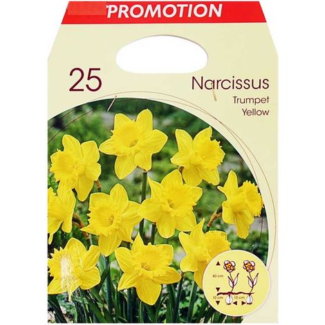 BULBI PRIMAVERILI NARCISO TRUMPET GIALLO CONFEZIONE DA 25 BULBI BULBS