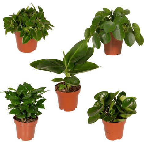 Lot de 5 Plantes Vertes et Fleuries Surprise - Décoration Maison et Jardin - Ø 12 cm - H 25 cm - PANGIVO (1/5)